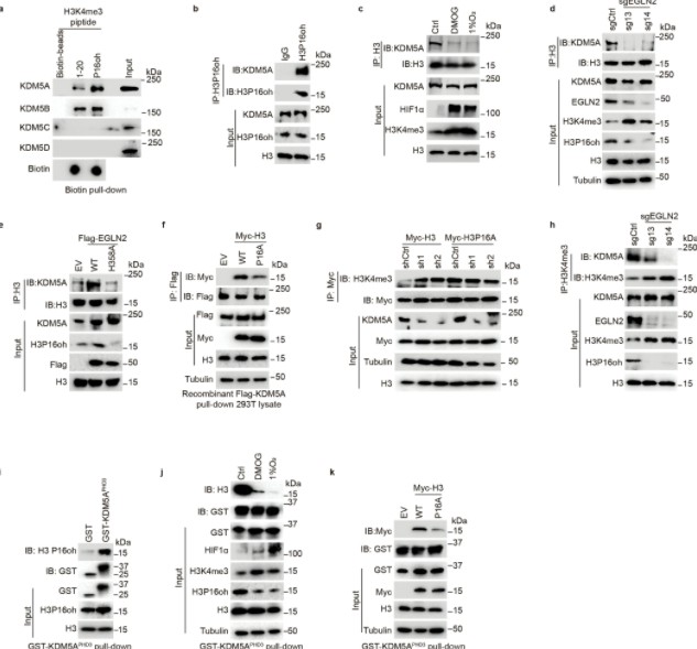 Advancements in Protein lipidation Research